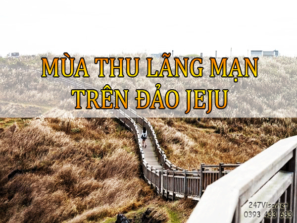 CHUYẾN ĐI MÙA THU LÃNG MẠN TRÊN ĐẢO JEJU