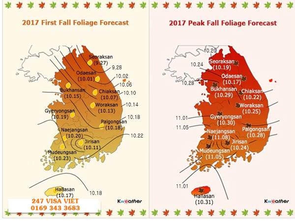 LỊCH MÙA THU LÁ ĐỎ Ở HÀN QUỐC